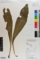 登錄號:P021744藏品圖，第1張