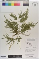 登錄號:P021748藏品圖，第1張