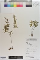 登錄號:P021749藏品圖，第1張