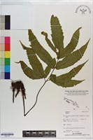 登錄號:P021751藏品圖，第1張