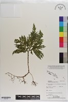 登錄號:P021755藏品圖，第1張