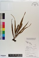 尖嘴蕨藏品圖，第1張