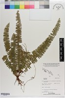 登錄號:P021761藏品圖，第1張