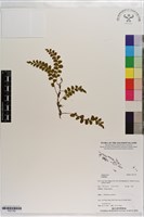 登錄號:P021762藏品圖，第1張