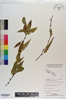 登錄號:P021763藏品圖，第1張