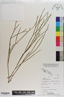 垂枝松葉蕨藏品圖，第1張