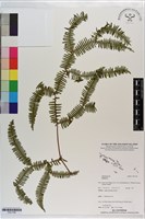 登錄號:P021766藏品圖，第1張