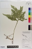 登錄號:P021767藏品圖，第1張