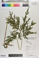 登錄號:P021769藏品圖，第1張