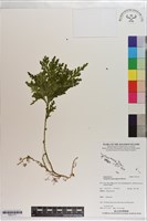 登錄號:P021771藏品圖，第1張