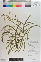 登錄號:P021774藏品圖，第1張