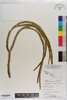 覆葉石松藏品圖，第1張