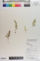 登錄號:P021781藏品圖，第1張