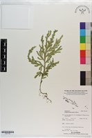 登錄號:P021782藏品圖，第1張