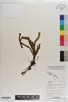 登錄號:P021783藏品圖，第1張