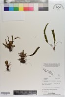 登錄號:P021784藏品圖，第1張