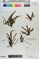 登錄號:P021785藏品圖，第1張