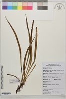 帶狀書帶蕨藏品圖，第1張