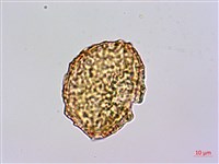 碗蕨藏品圖，第2張