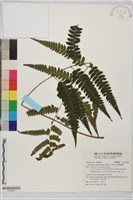 深山雙蓋蕨藏品圖，第1張