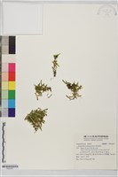 馬祖卷柏藏品圖，第1張