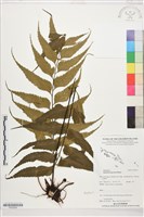 登錄號:P022554藏品圖，第1張