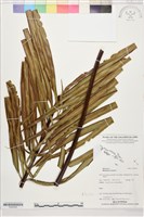 烏毛蕨藏品圖，第1張