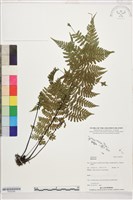 登錄號:P022556藏品圖，第1張