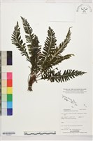 登錄號:P022557藏品圖，第1張