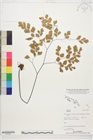 登錄號:P022562藏品圖，第1張