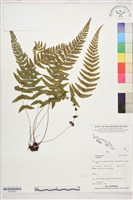 登錄號:P022563藏品圖，第1張