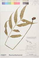 登錄號:P022564藏品圖，第1張