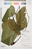 登錄號:P022565藏品圖，第1張