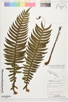 登錄號:P022566藏品圖，第1張