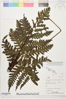 登錄號:P022567藏品圖，第1張