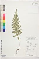 登錄號:P022568藏品圖，第1張