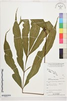 登錄號:P022571藏品圖，第1張