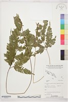 登錄號:P022572藏品圖，第1張