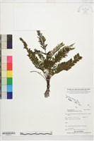 登錄號:P022575藏品圖，第1張