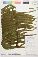 登錄號:P022576藏品圖，第1張