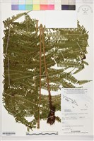 登錄號:P022577藏品圖，第1張