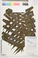 登錄號:P022578藏品圖，第1張