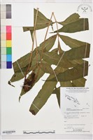 登錄號:P022579藏品圖，第1張