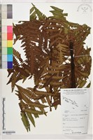 登錄號:P022580藏品圖，第1張