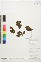 登錄號:P022583藏品圖，第1張