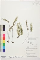 登錄號:P022585藏品圖，第1張