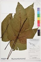 登錄號:P022587藏品圖，第1張