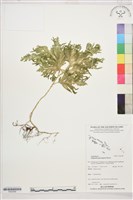 登錄號:P022589藏品圖，第1張