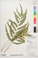 登錄號:P022590藏品圖，第1張