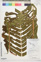 登錄號:P022591藏品圖，第1張